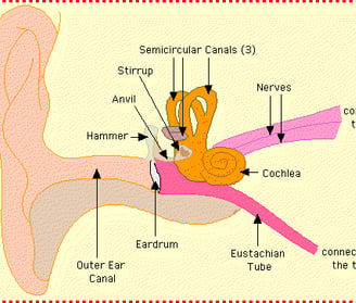 Normal ear physiology