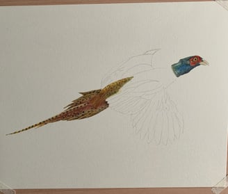 Pheasant portrait