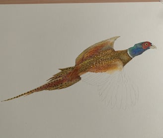 Pheasant portrait