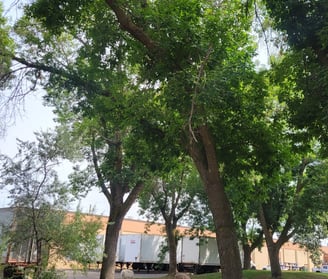 Commercial Property with various trees