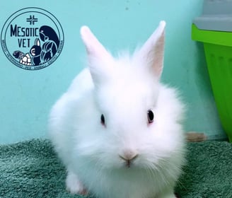 coniglio, rabbit
