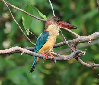 Bird in Kumarakoam bird santuary - Kerala tour package