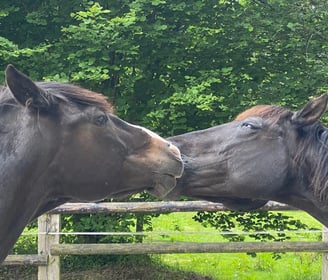 Deux chevaux noirs se font des bisous