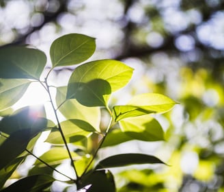 Planta refletindo a luz do Sol 