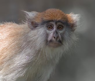  Discover the beauty of the Patas monkey, also known as the red monkey, in this stunning photograph.