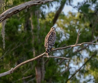 red tailed hawk perched on a branch with a forest background in estero florida