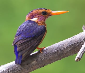 An African Pygmy Kingfisher perches on a branch, its vibrant blue and orange feathers standing out a