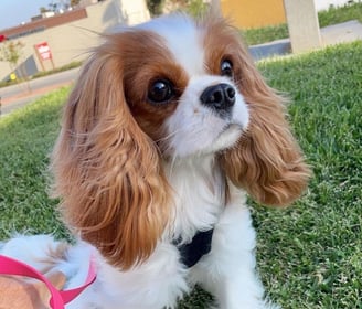 King Charles