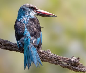 Blue-breasted Kingfisher: A Splash of Tropical Elegance The blue-breasted kingfisher is a stunning b