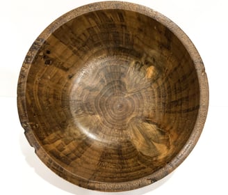 Norfolk Island Pine 210mm x 75mm