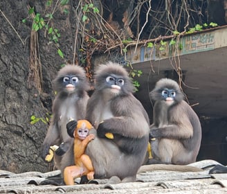 Les langurs, singes à lunettes, Chumphon