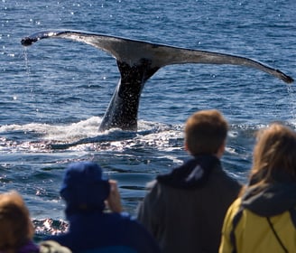 Newfoundland and Labrador is one of the most spectacular whale watching places on Earth.