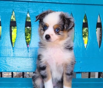 Australian Shepherd Puppies for Sale