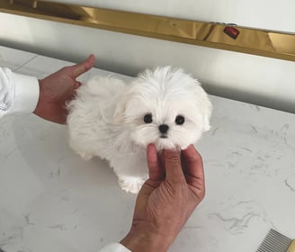 Maltese Puppies for Sale