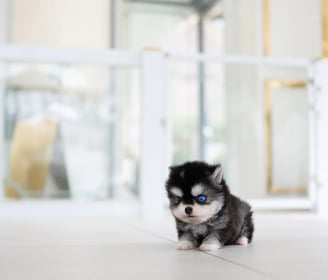 Pomsky Puppies for Sale