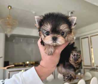 Morkie Puppies for Sale 