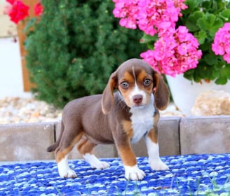 beagle puppies for sale