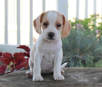  Beagle puppies for sale