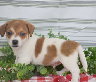 Jack Russell puppies for sale