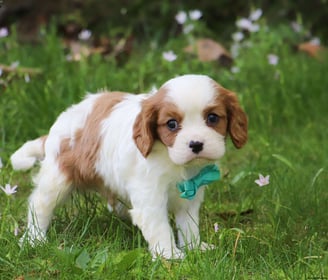 Cavalier King Charles Spaniel Puppies for Sale