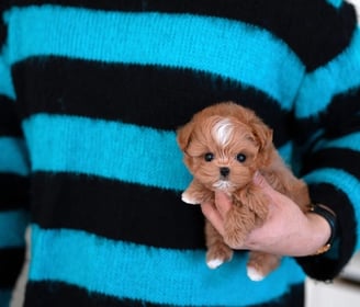 Maltipoo Puppies for Sale