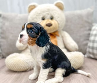 Cavalier King Charles Spaniel Puppies for Sale