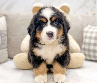Bernese Mountain Dog Puppies for Sale