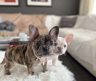 French Bulldog Puppies for Sale