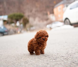 Poodle Puppies for Sale