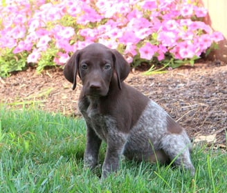 German Shorthaired Pointer Puppies for Sale