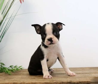 Boston Terrier Puppies for Sale