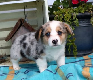 Corgi Puppies for Sale