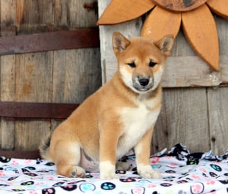 Shiba Inu Puppies for Sale 