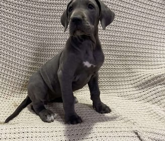 Great Dane Puppies for Sale