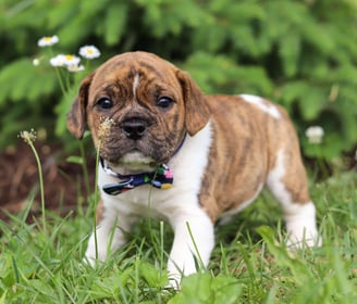 Beabull Puppies for Sale