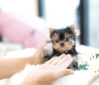 Teacup Yorkie Puppies for Sale