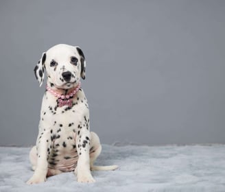 Dalmatian Puppies for Sale
