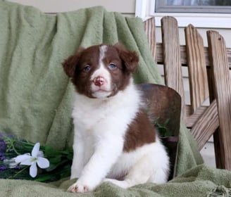 Border Collie Puppies for Sale