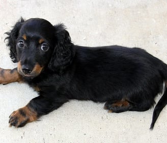 Dachshund