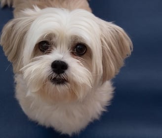 raça Lhasa Apso