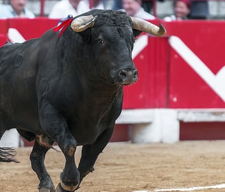 spanish bulls