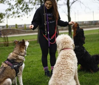 a dog trainer in a black hoodie and three dogs are standing in the grass in Blackrock park