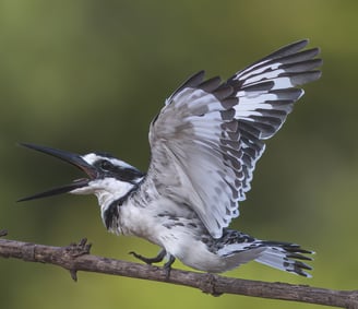 Pied Kingfisher: Elegance in Black and White The pied kingfisher is a stunning bird, easily recogniz