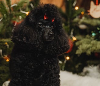Caniche toy noir
