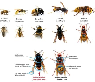 Global Nuisibles : société d'extermination des nuisibles à Valence