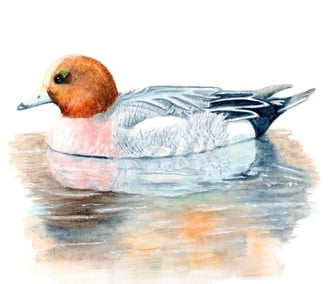 Wigeon Duck