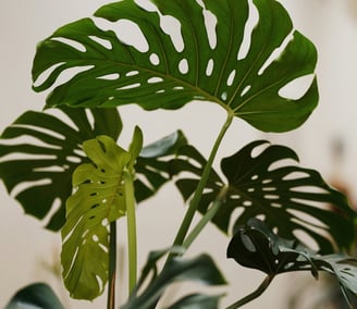Monstera plant with new fenestrated growth