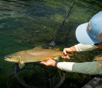 Angler admires big brown trout. 