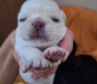 Filhote chihuahua
