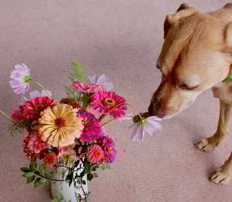 Jango dog with flower bouquet